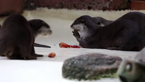 Several-river-otters-run-and-scream-on-rocks