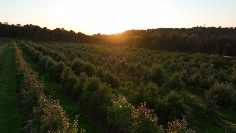 Aerial-of-fruit-orchard-in-America-during-sunset