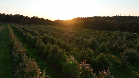 aerial of fruit orchard in america during sunset