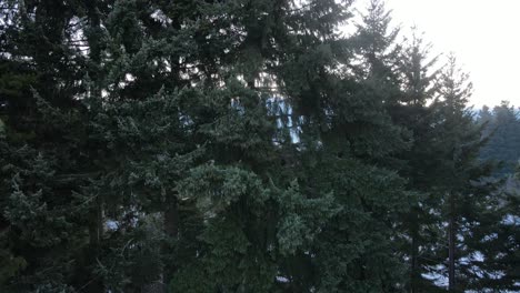 Drone-ascending-over-trees-in-Patagonian-forest-with-foggy-mountains-in-the-distance---Drone-View