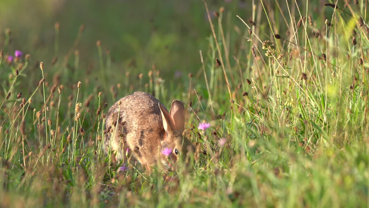 un conejo salvaje pastando en un campo de hierba en una cálida mañana de verano