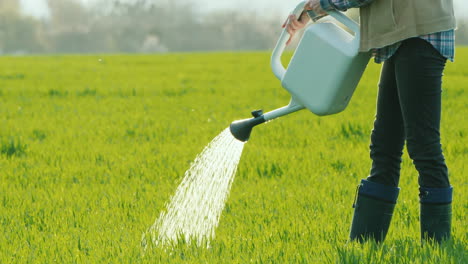 man watering green grass from a sprinkler