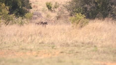 chacma babuino madre cargando a su bebé en la espalda en la sabana africana