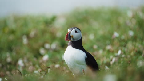 puffin flapping wings, close up telephoto shot, sunny day, slow motion
