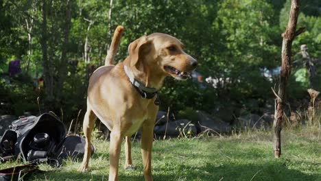 Dog-playing-with-its-owner