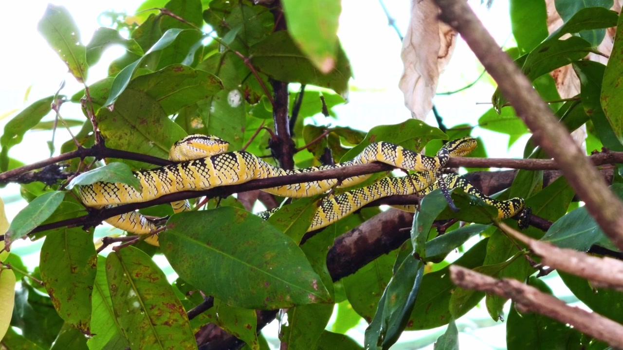 Medium static shot of a bright yellow and black patterned female Wagler's Pit Viper (Tropidolaemus wagleri) draped lengthwise across several thin tree branches surrounded by green leaves.