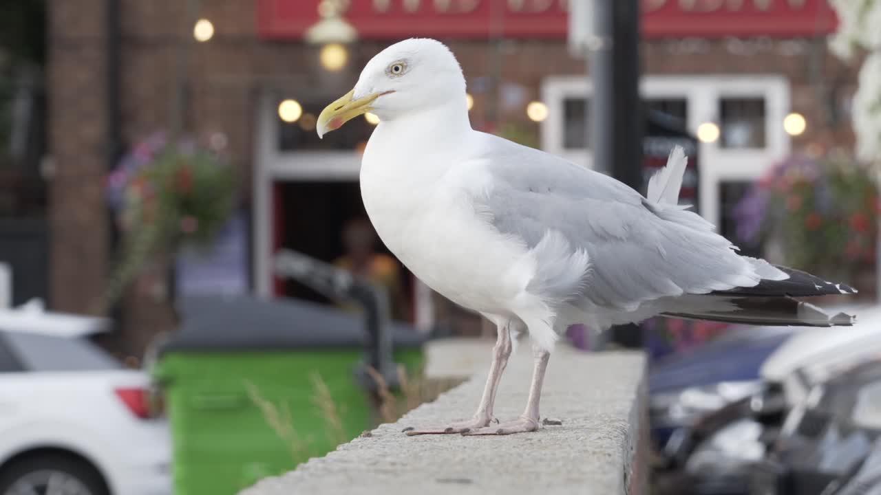 Fearless and cheeky seagull at seaside town, looking for any food it can steal.