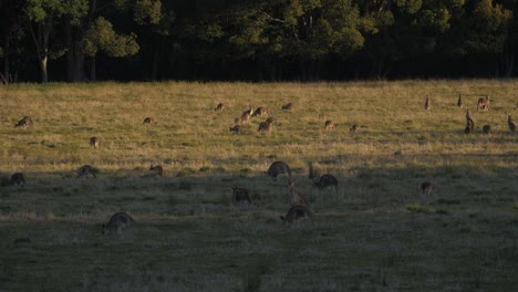 Beautiful-Eastern-Grey-Kangaroos-in-a-grass-field---Queensland-Australia