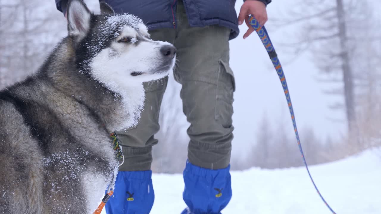 vista cercana de un husky en la nieve con sus dueños acariciándolo