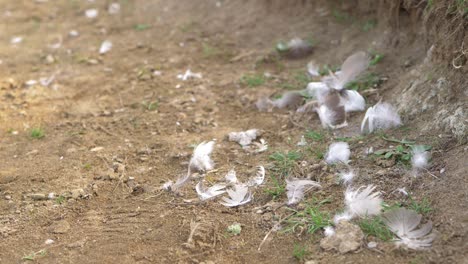 Weiße-Vogelfedern-Im-Sand-Mittlerer-Schuss