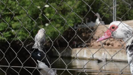 dos patos muscosos en una granja escolar