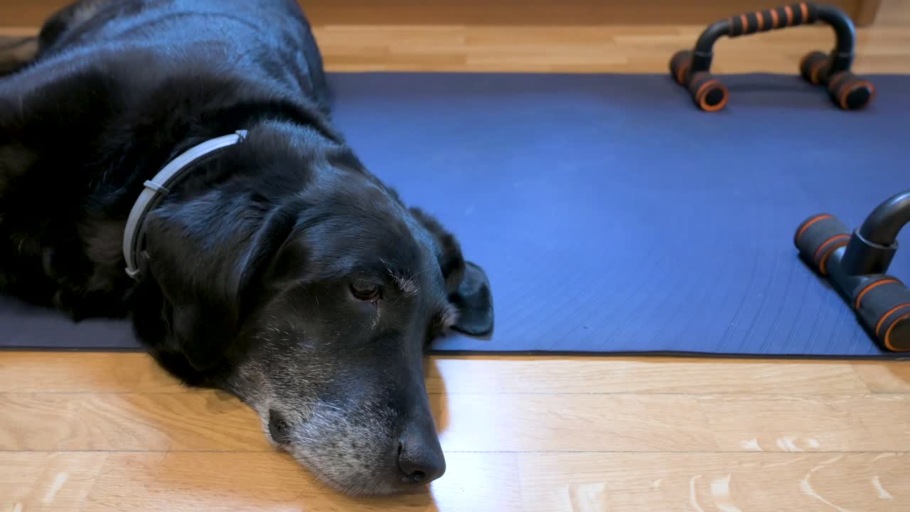 노인 검은 라브라도르 개는 처음에는 소유자의 운동을 위해 지정된 요가 매트에 편안하게 누워 있습니다.