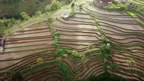 Terrazas-De-Arroz-Jatiluwih-En-Bali,-Indonesia---Sitio-Del-Patrimonio-Mundial-De-La-Unesco-Conocido-Por-Los-Pintorescos-Arrozales-Y-El-Sistema-Agrícola-Tradicional