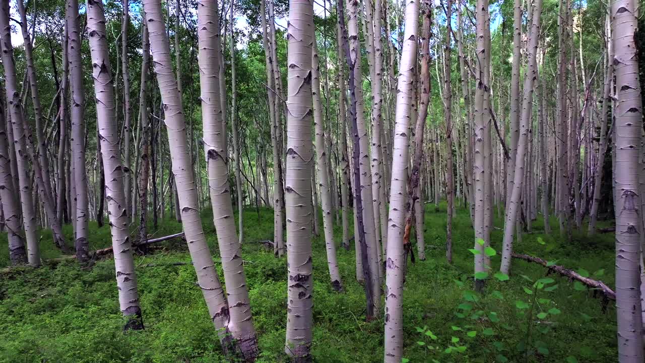 Summer Colorado Rocky Mountains aerial drone Telluride airport Ridgway Last Dollar Road Aspen Trees Groove Forest green Ouray Silverton San Juan Mount Sneffels Wilson Peak gimbal smooth left motion