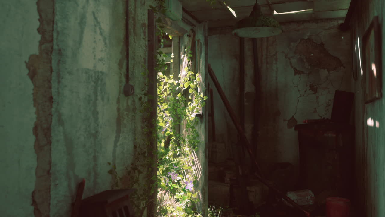 зелёные виноградники каскадом проходят через заброшенные сооружения дверь в полдень