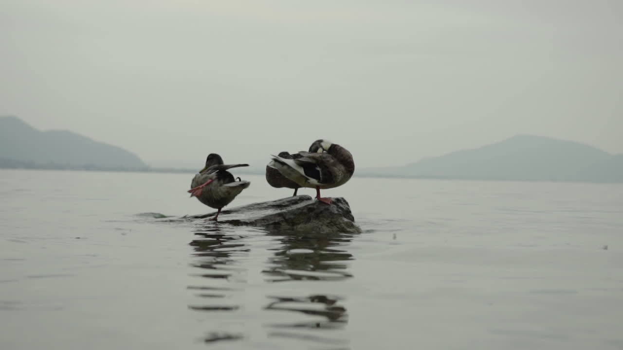 Two ducks resting on a rock in a tranquil lake