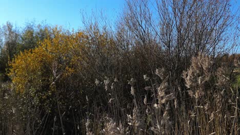 tall grass with fluffy stems and blue sky in autumn, season changing, rising shot