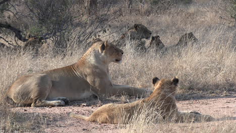 un grupo de leones holgazaneando juntos en el sol de la mañana temprano