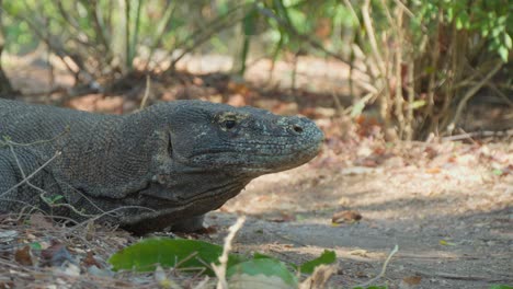 Eine-Handgeführte-Nahaufnahme-Eines-Komodowarans