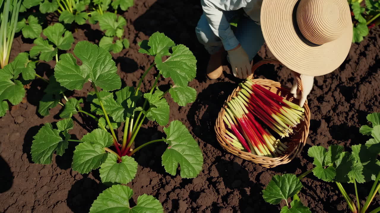 Person Harvesting Fresh Rhubarb in a Garden