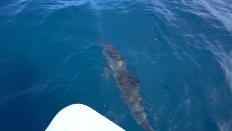 Dolphin-Swimming-In-Front-of-Boat