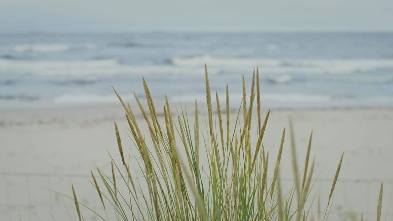 трава на пляже