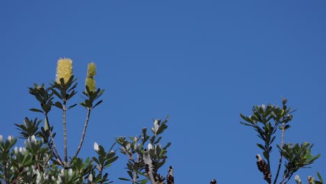 static view of banksia tree blooming