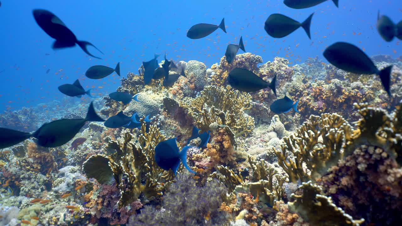 banco de peces ballesta de dientes rojos nadando entre los arrecifes de coral