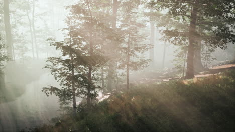 Sonnenstrahlen-In-Einem-Wald-An-Einem-Diesigen-Morgen