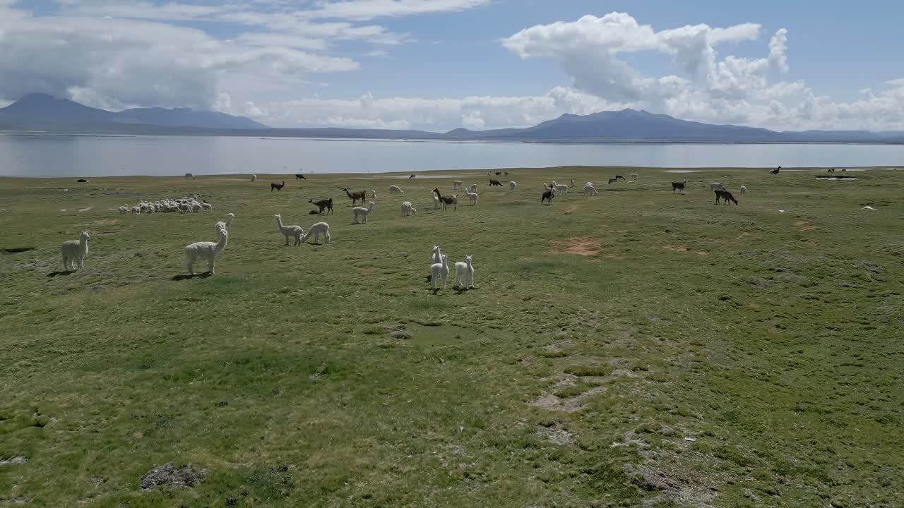 Drone shot of vegetation with alpacas in the foreground, surrounded by the Salar de Aguada Blanca and towering mountains, captured on a cloudy day.