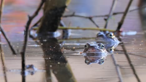 Brown-frog-(Rana-temporaria)-close-up-in-a-pond.