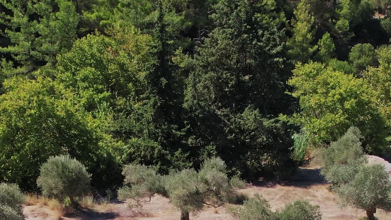 Vedute di alberi e natura a Rodi, Grecia, durante una giornata di sole