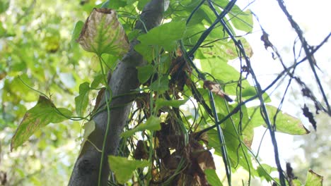 close-up of a vine growing on a tree