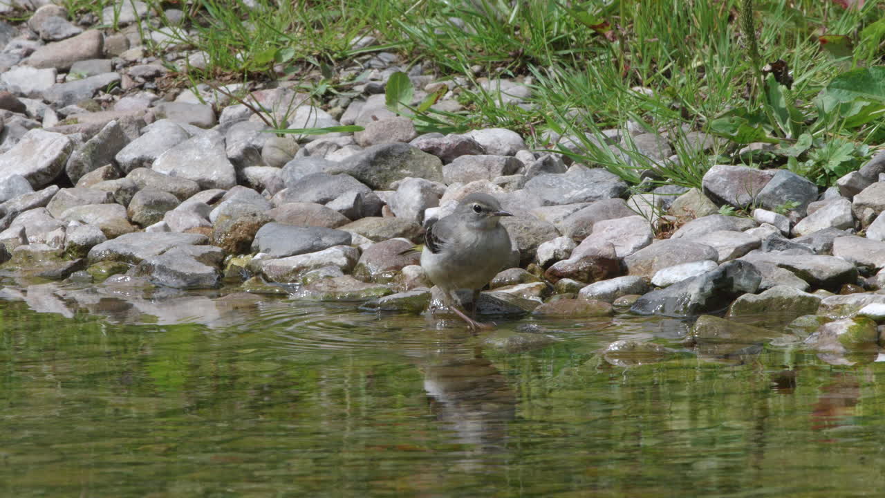 Juvenile grey wagtail at waters edge dashing around chasing files