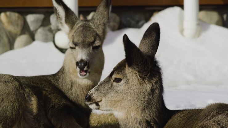 vue de deux jeunes cerfs mangeant et mâchant dans un paysage d'hiver - gros plan