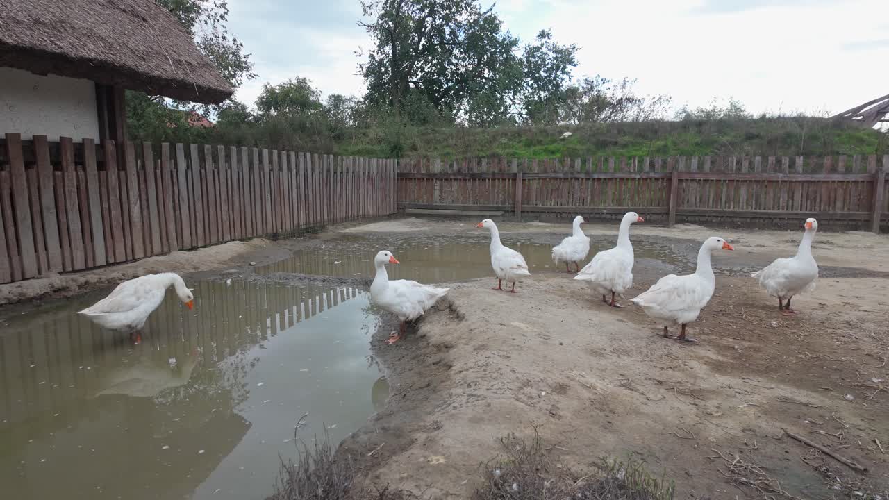 A flock of domestic white geese standing in an outdoor muddy pen in Puszta, Hungary