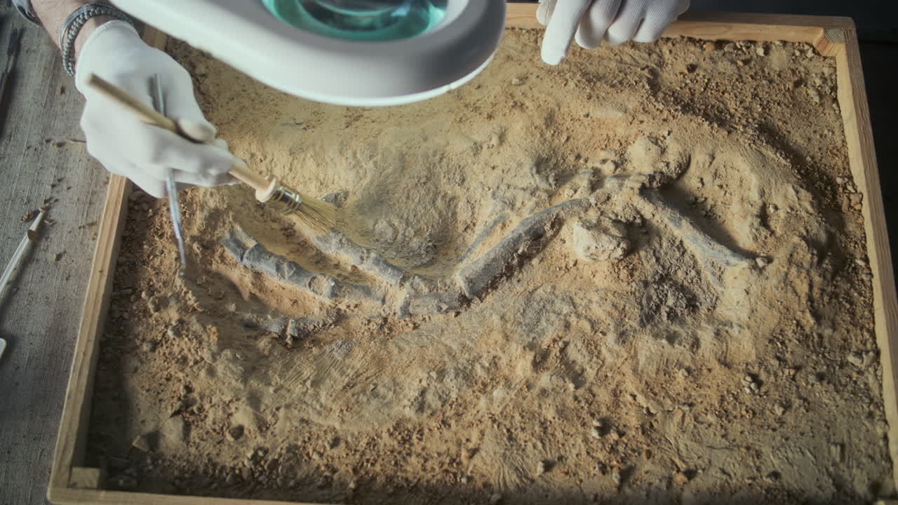 Paleontologist excavating dinosaur fossil