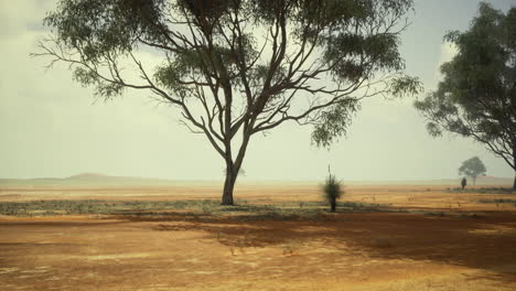 Dry landscape with trees in a vast arid zone during a calm day