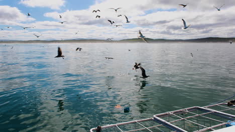 Möwenrauschen,-Als-Sie-Neben-Dem-Haifischkäfigboot-Abtauchen,-Um-Sich-Futterstücke-Zu-Schnappen