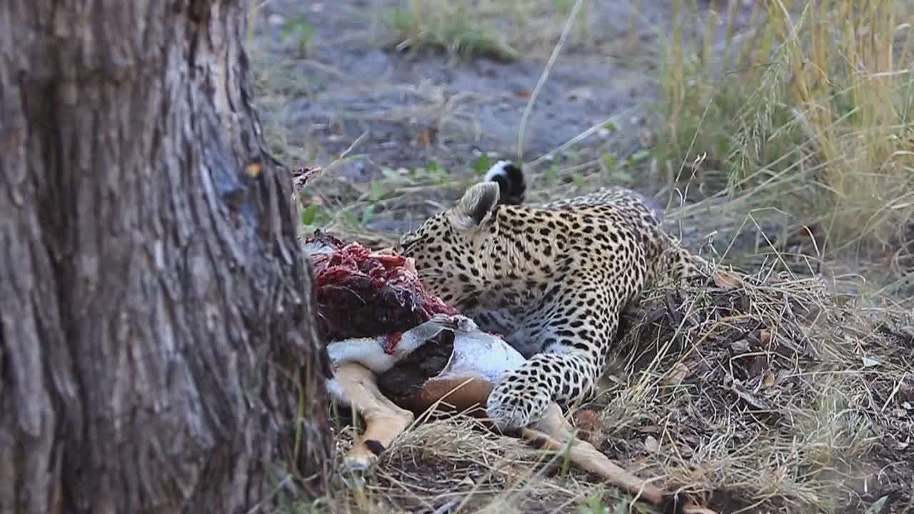 gráfico: un leopardo africano come un antílope impala asesinado recientemente a la sombra