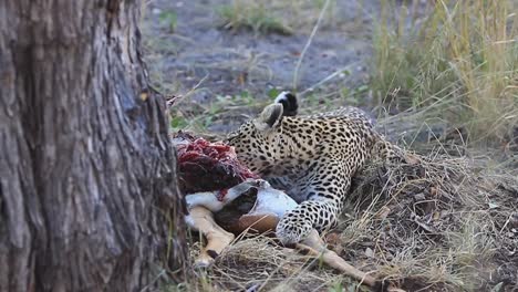 graphic: african leopard eats recently killed impala antelope in shade