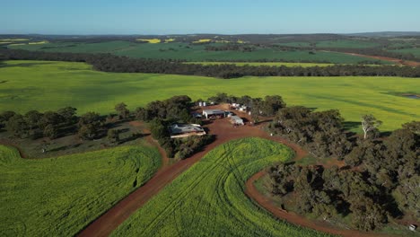 Toma-Aérea-Acercándose-A-Una-Granja-Australiana-En-Una-Zona-Rural-Con-Campos-Verdes-En-El-Oeste-De-Australia