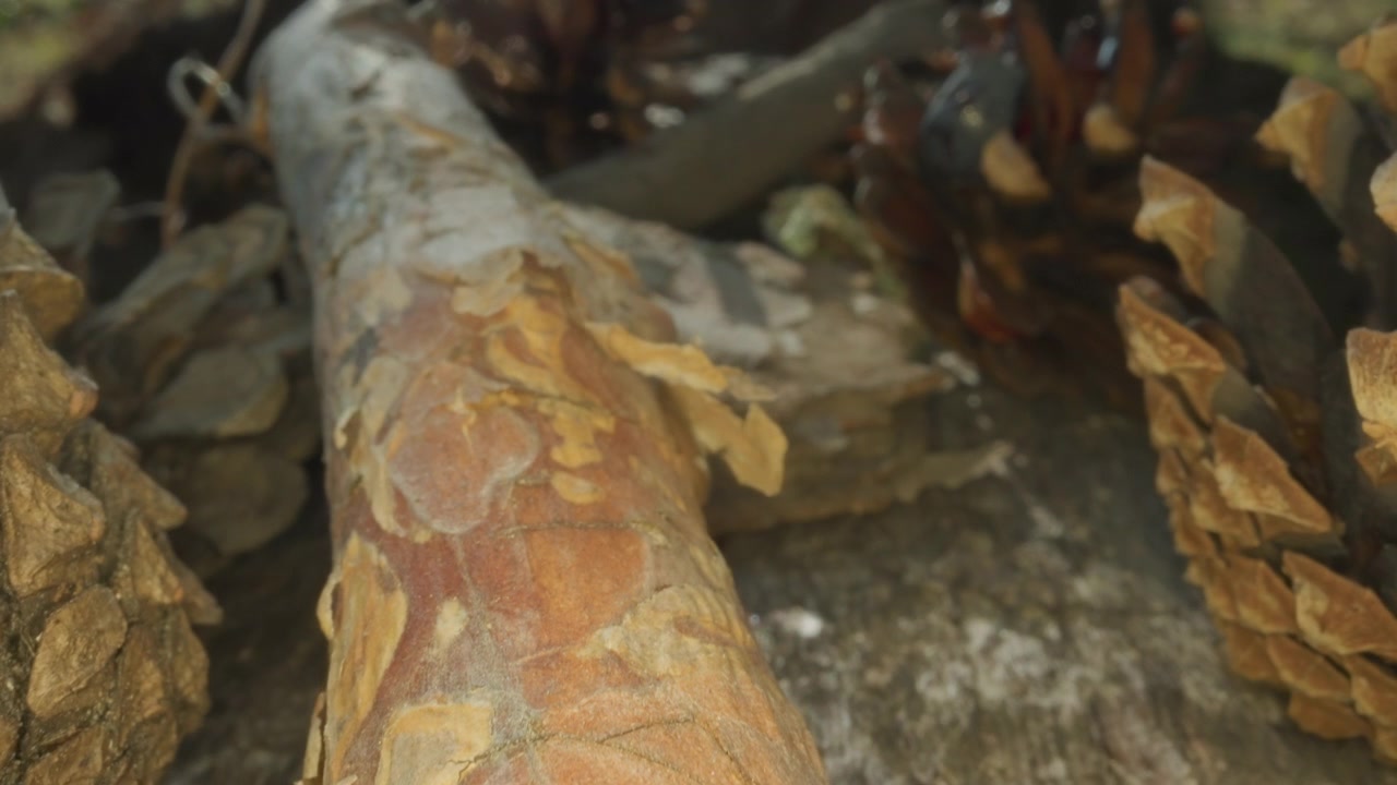 Primo piano di pigne e texture del legno nella foresta