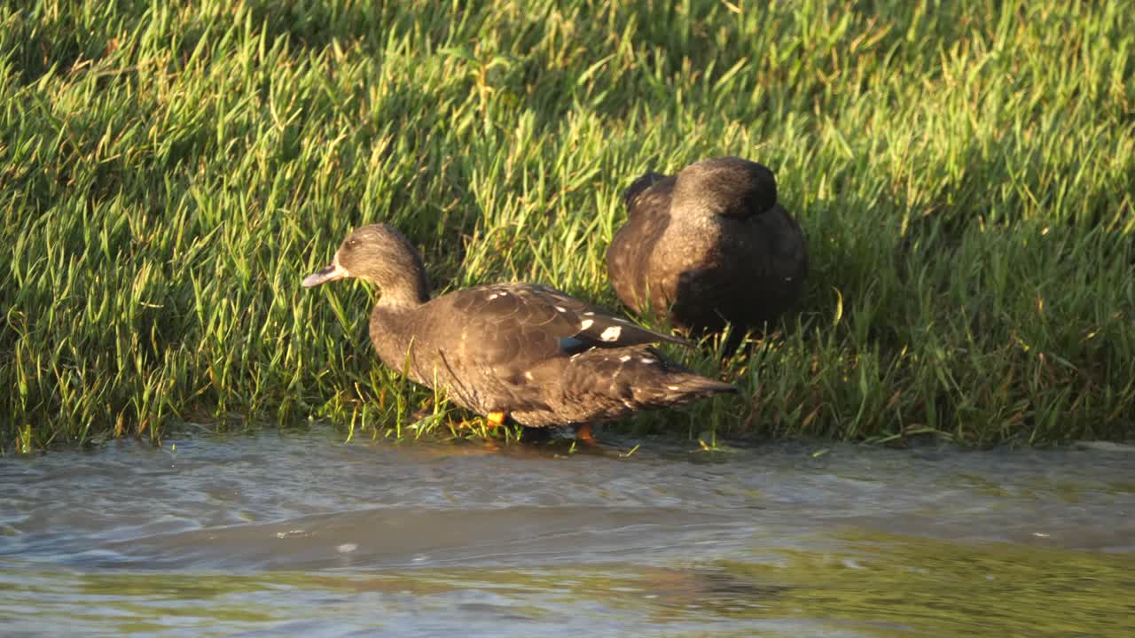 Due anatre africane nere bevono e si lisciano le piume sull'erba lungo il fiume, durante l'ora d'oro.