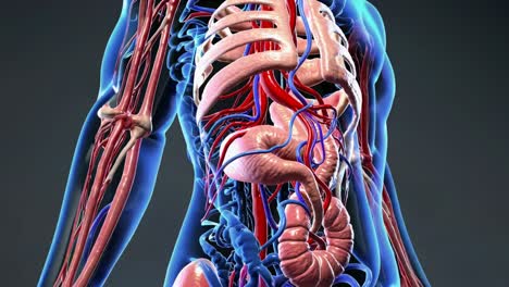 human anatomy - cardiovascular and digestive systems