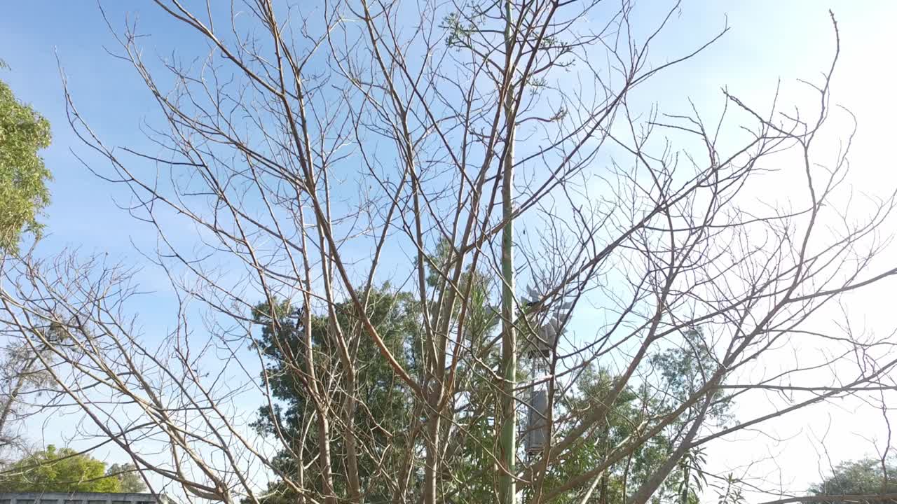 시골 풍경 의 나무 들 사이 에 있는 스핀링 밀 의 모습