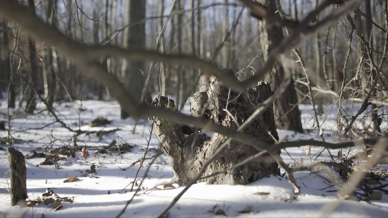 해가 지기 전 의 눈 인 숲 의 풍경