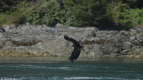 Águila-Capturando-Peces-En-El-Océano-En-Canadá