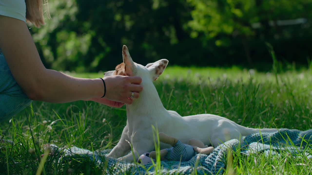 Woman petting a Jack Russell Terrier in a park