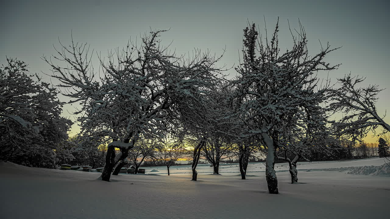Ao nascer do sol no inverno, o sol brilha através das árvores, projetando sombras e refletindo a luz dourada do sol na neve - time-lapse.